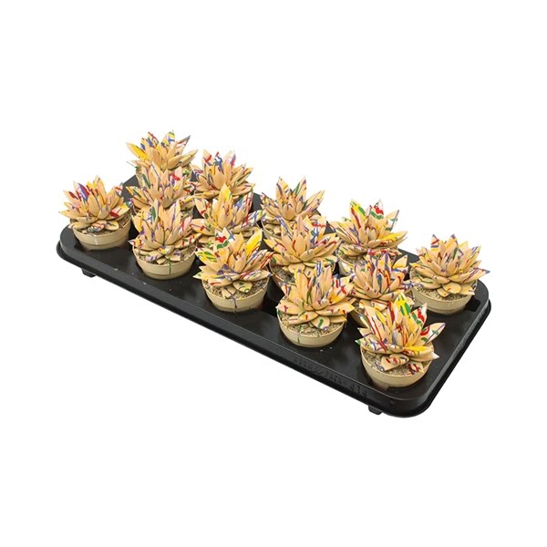 <h4>Echeveria coloured Splash pastel orange</h4>