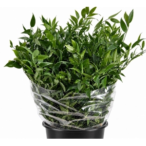 Leaf ruscus italia middle