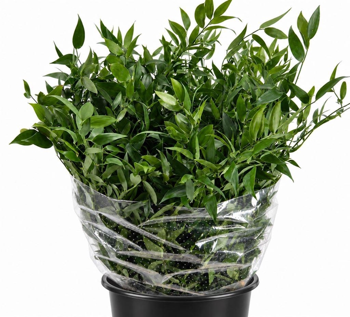 <h4>Leaf ruscus italia middle</h4>