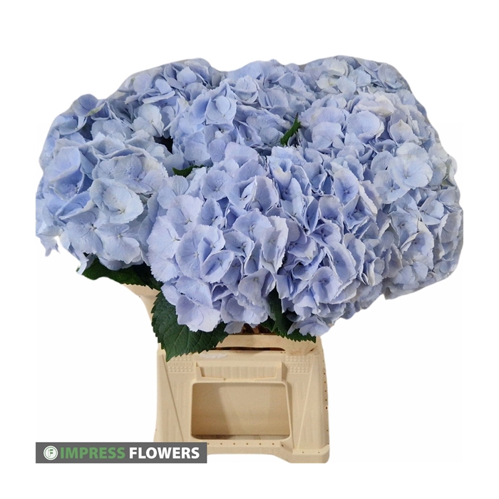 <h4>Verena Blauw 60cm</h4>