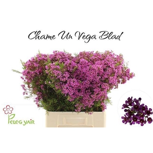 CHAME UN VEGA BLAD
