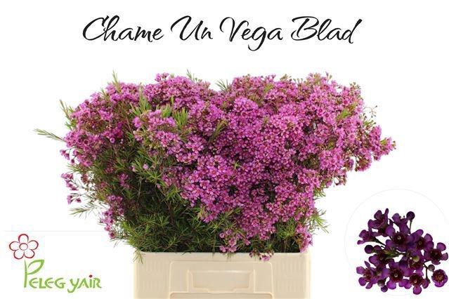 <h4>CHAME UN VEGA BLAD</h4>