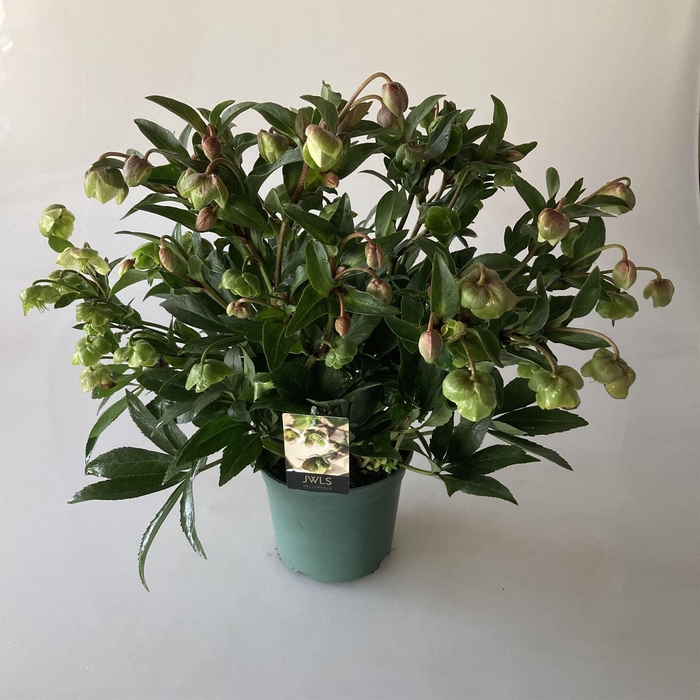 <h4>Helleborus  'JWLS Winterbells'</h4>