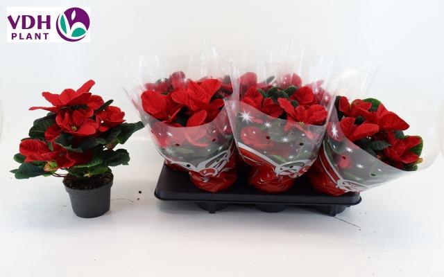 <h4>EUPHOR P CHR MOUSE</h4>