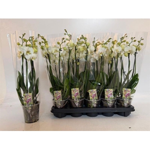 PHAL WHITE INVERNESS 5 TAK