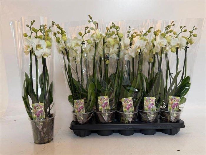 <h4>PHAL WHITE INVERNESS 5 TAK</h4>