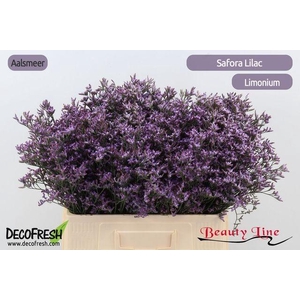 Lim Saf Lilac