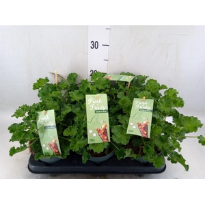 Pelargonium   ...mix smelling