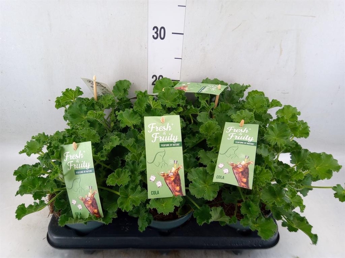<h4>Pelargonium   ...mix smelling</h4>