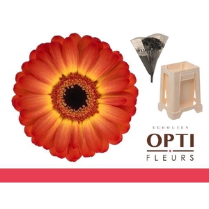 Germini Flamazing Water