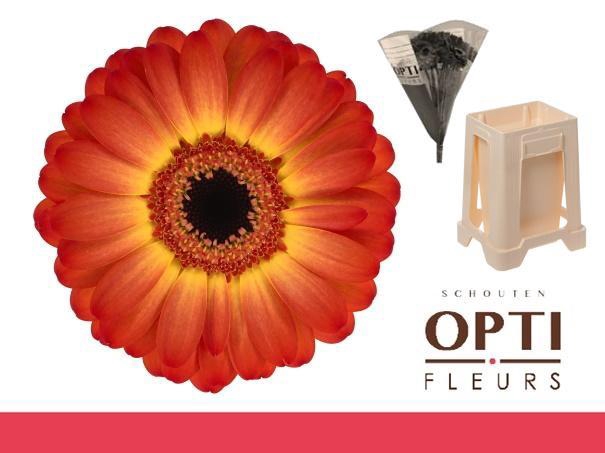 <h4>Germini Flamazing Water</h4>