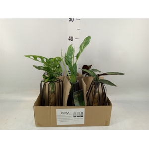 Planten  ..mix