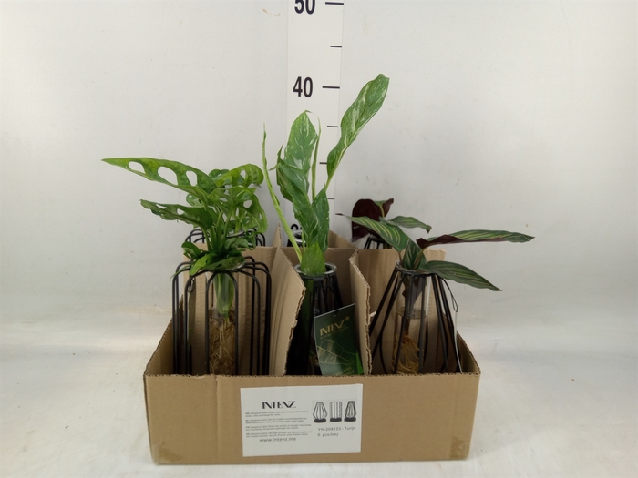 <h4>Planten  ..mix</h4>