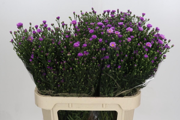 <h4>Aster Casarosa</h4>