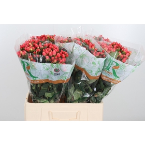 Hyp Mag Roy Princess