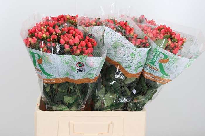 <h4>Hyp Mag Roy Princess</h4>