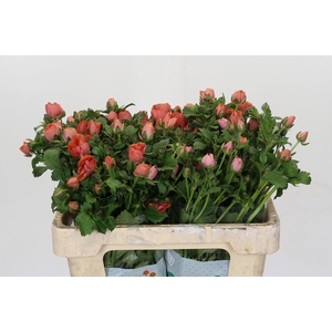 Ranunculus Magical Salmousse