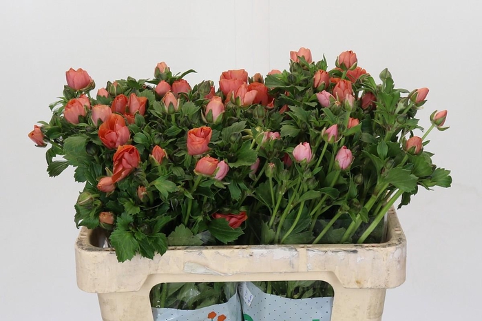 <h4>Ranunculus Magical Salmousse</h4>