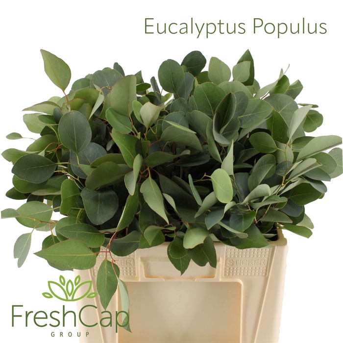 <h4>Eucalyptus Populus</h4>