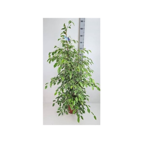 <h4>Fic Be Golden King 27cm Pot 160cm</h4>