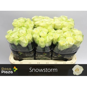 Rosa large snowstorm+