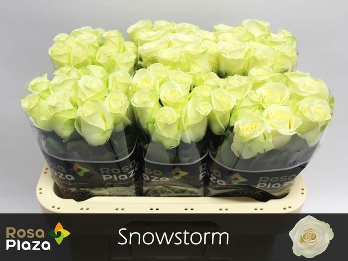 <h4>Rosa large snowstorm+</h4>