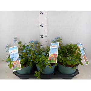 Brunnera macrophylla   ...