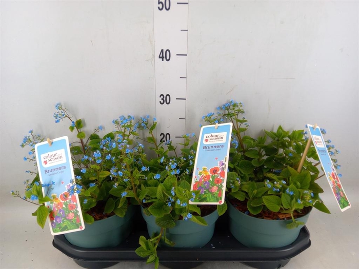 <h4>Brunnera macrophylla   ...</h4>