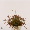 Drosera Capensis 8,5 cm mix