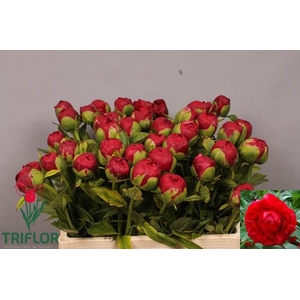 PAEO HENRY BOCKSTOCE