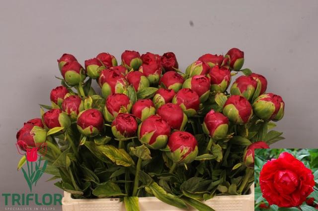 <h4>PAEO HENRY BOCKSTOCE</h4>