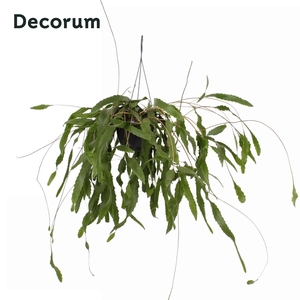 Lepismium houlletianum 21cm