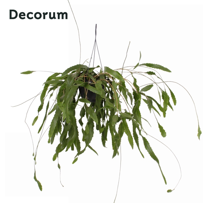 <h4>Lepismium houlletianum 21cm</h4>