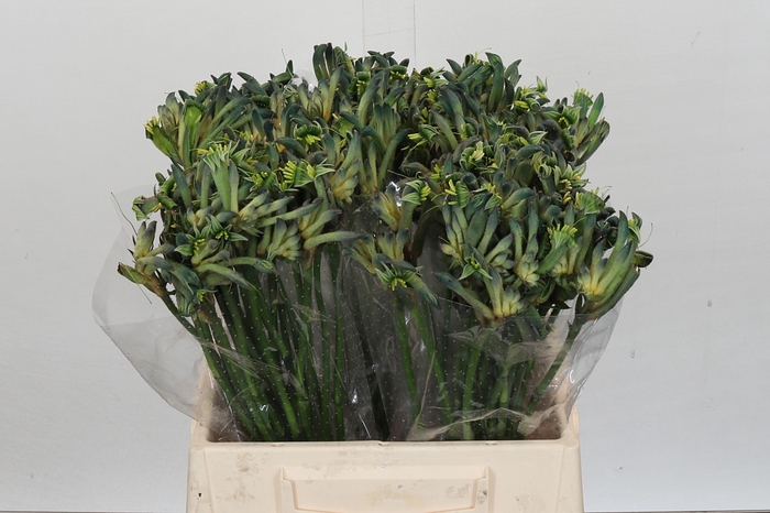 <h4>Anigozanthos Aussie Spirit</h4>