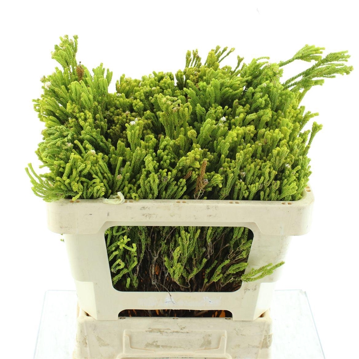 <h4>Kaaps Duine Anys</h4>