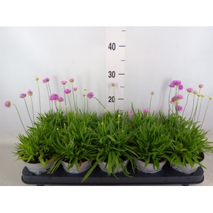 Armeria pseud.