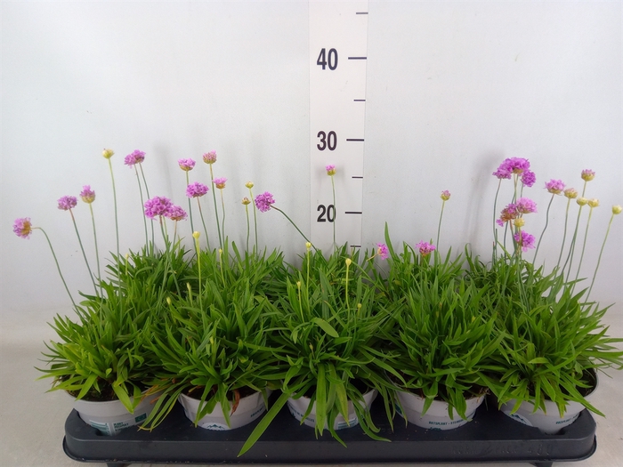 <h4>Armeria pseud.</h4>