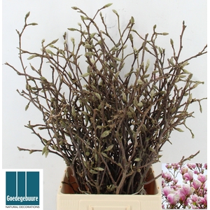 MAGNOLIA GRANDIFLORA