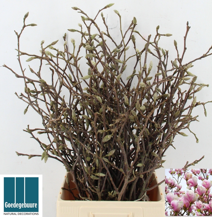 <h4>MAGNOLIA GRANDIFLORA</h4>