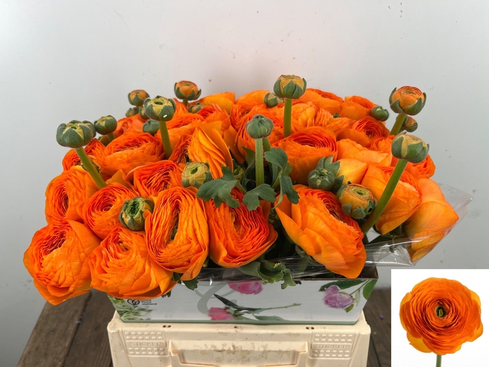 <h4>RAN SU LAMBADA</h4>