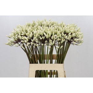 Agapanthus Barcelona