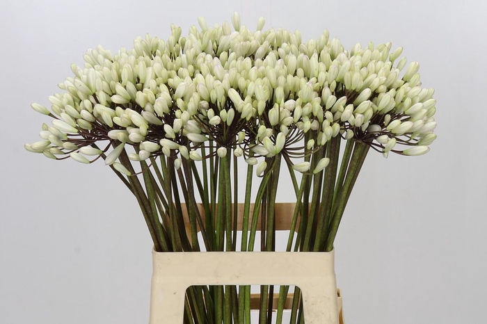 Agapanthus Barcelona