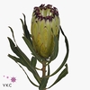 PROTEA LIMELIGHT