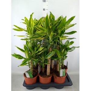 Dracaena frag.   ...mix 3