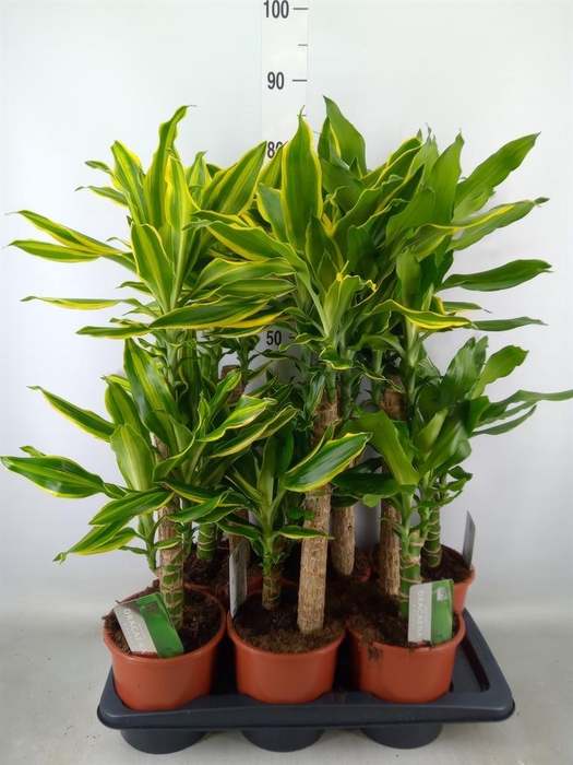 <h4>Dracaena frag.   ...mix 3</h4>
