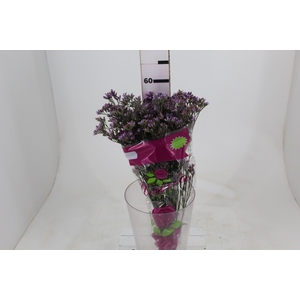 LIMONIUM SAFORA LILAC 060 CM