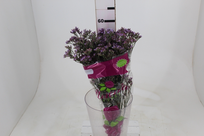 <h4>LIMONIUM SAFORA LILAC 060 CM</h4>