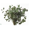 Eucalyptus Populus