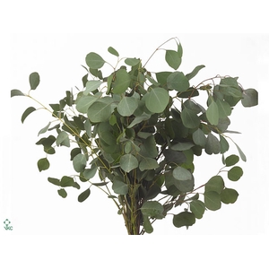 Populus