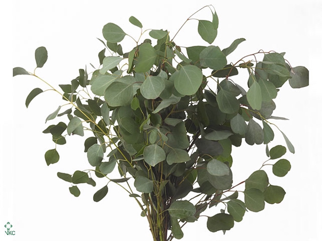 <h4>Populus</h4>